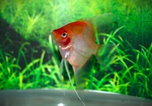 ANGELFISH RED GHOST BLUSHING