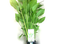 Echinodorus argentinensis in pot (p9)