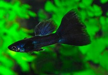 GUPPY SCHWARZ MANN