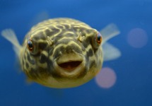 Puffer