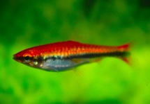 LÄNGSBAND-ZIERSALMLER ROT