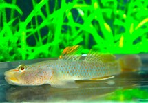 MACULAFASCIATUS GOBY