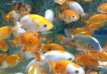 SLUIER RANCHU MIX