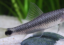 ALGENETER RETICULATUS