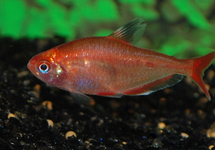 BLUTSALMLER ROT GOLD