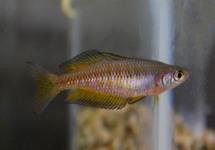 PARKINSON'S RAINBOWFISH