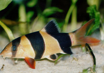 CLOWN LOACH