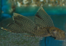 ANCISTRUS LONG FIN