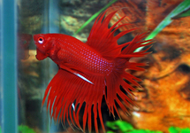 COMBATTANT CROWNTAIL (MÂLE)