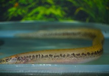 SPINY EEL GRESHOFFI
