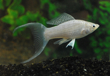 SAILFIN MOLLY SILVER LONGFIN