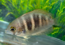 CANARA PEARLSPOT CICHLID