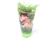 Cyperus zumula (herbe à chat)  pot (p12)