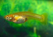 GUPPY SNAKESKIN YELLOW FEMALE