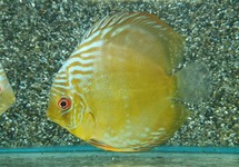 Discus Wild