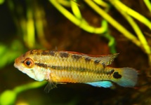 DWARF CICHLID AMAYA