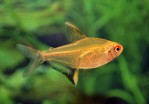 LEMON TETRA