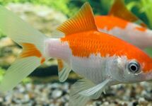 GOLDFISH SARASA