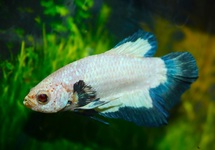 BETTA SP. PLAKAT MARBLE BLUE MALE