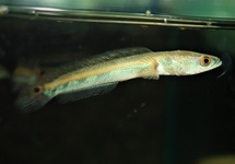 EMPEROR SNAKEHEAD