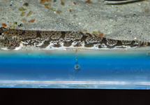 MOOSE-FACED LOACH