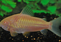 CORYDORAS BRONZE ALBINO