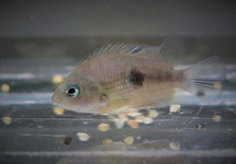 TOPAZ CICHLID