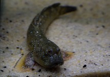 BLUE-SPOTTED MUDSKIPPER
