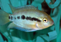 RAINBOW CICHLID