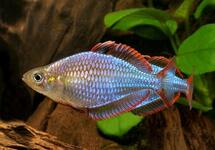 NEON DWARF RAINBOWFISH