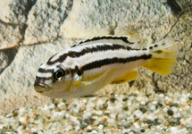 MALAWI CICHLID GOLDEN