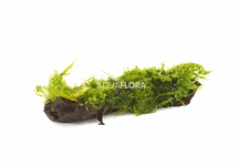 Leptodictyum (stringy moss) driftwood nano (5-7cm) - DW