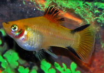 PLATY YELLOW VICTORY