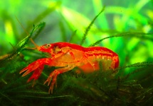 ORANJE DWERGKREEFT CPO