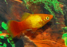 PLATY NEON MARIGOLD