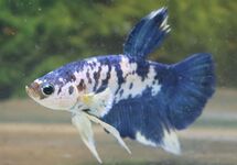 KAMPFISCH PLAKAT MARBLE BLAU MANN