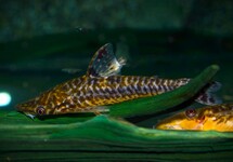 FLAT HEAD DWARF SUCKER