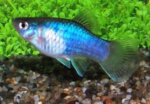 PLATY BLUE