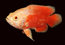 PAUWOOGCICHLIDE SUPER ROOD
