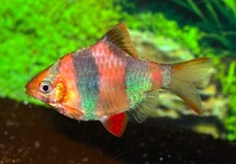 TIGER BARB GOLD/BLUE