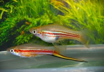 SWORDTAIL YUCATAN