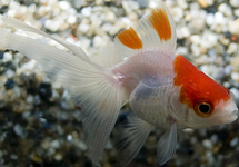 VOILE DE CHINE ROUGE/BLANC