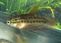 GOURAMI GROGNEUR SCHALLERI