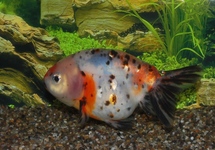 VOILE DE CHINE RANCHU CALICO