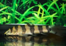 BURMESE LOACH