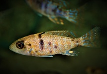 PEACOCK CICHLID RED NEON