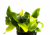 Anubias barteri var. nana 'Golden' - PE