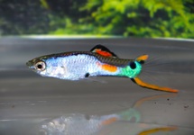 ENDLER'S GUPPY SILVERADO (M/F)