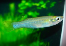 KILLIFISH LAMBERTI