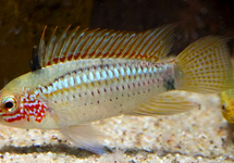 DWARF CICHLID EREMNOPYGE